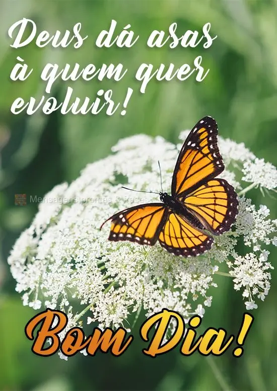 Deus dá asas a quem quer evoluir! 
 Bom Dia!