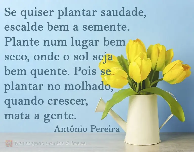 Se quiser plantar saudade, escalde bem a semente. Plante num lugar bem seco, onde o sol seja bem quente. Pois se plantar no molhado, quando crescer, mata...