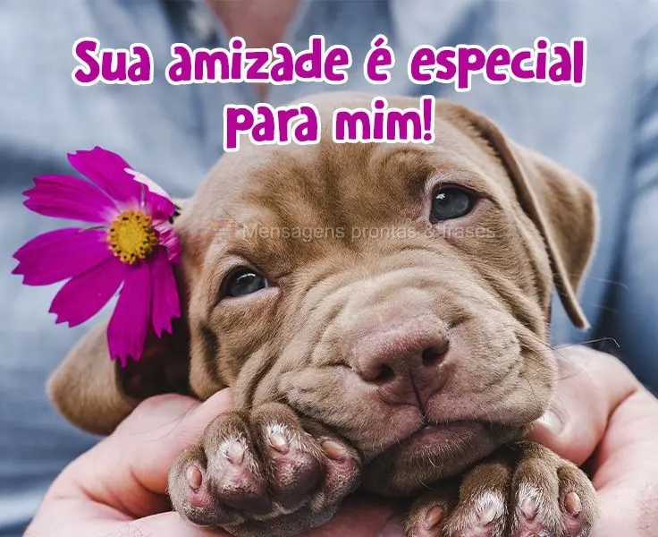 Sua amizade é especial para mim!
