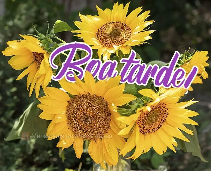 Boa tarde!