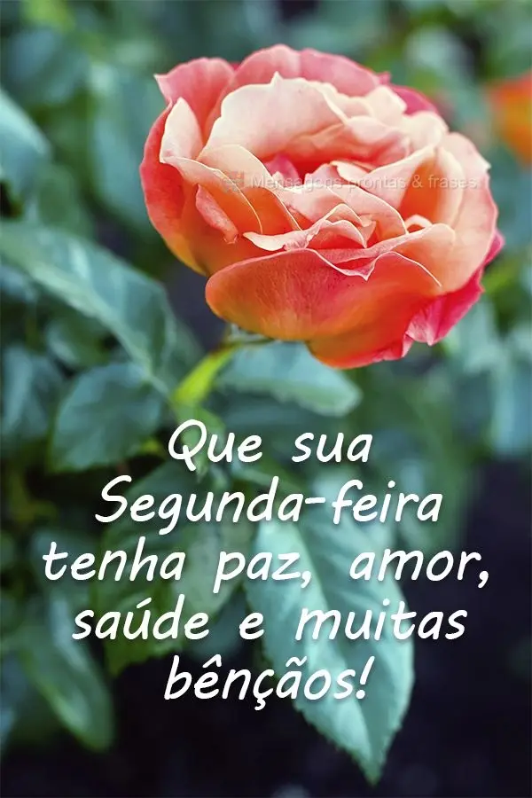 Que sua Segunda-feira tenha paz, amor, saúde e muitas bênçãos!