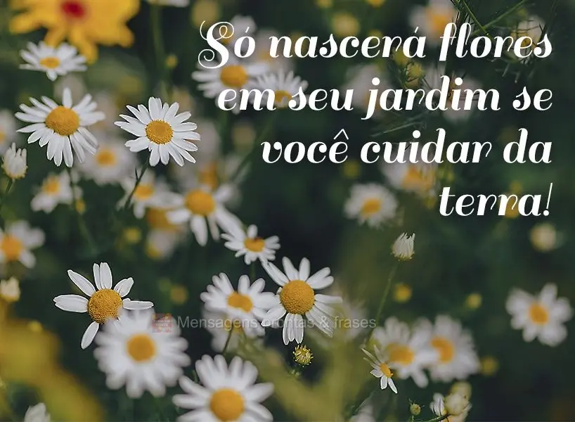 Só nascerá flores em seu jardim se você cuidar da terra!