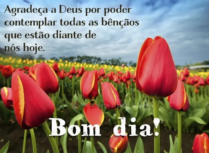 Agradeça a Deus por poder contemplar todas as bênçãos que estão diante de nós hoje. Bom dia!