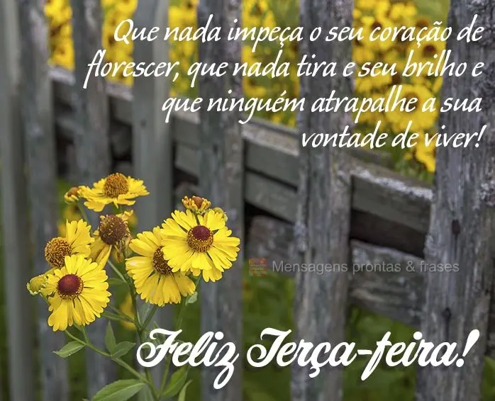 Que nada impeça o seu coração de florescer, que nada tire o seu brilho e que ninguém atrapalhe a sua vontade de viver! Feliz Terça-feira!