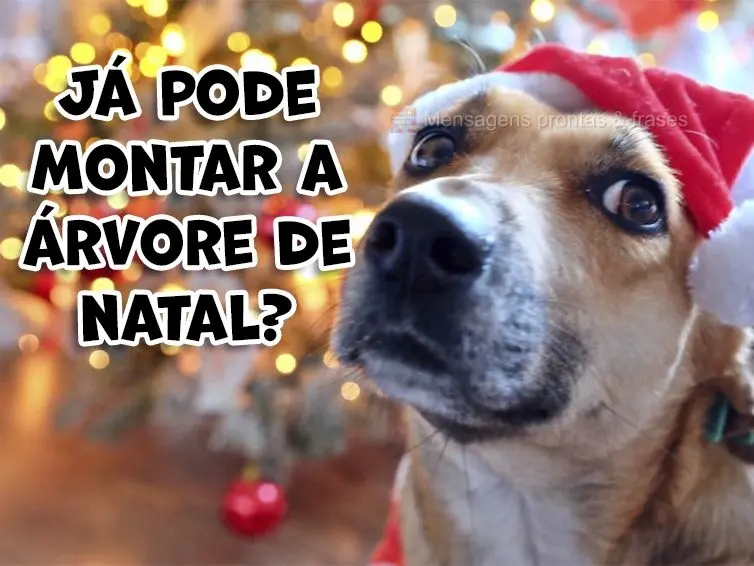 Já pode montar a árvore de natal?