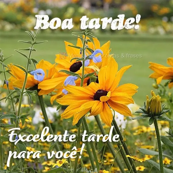 Excelente tarde para você! Boa tarde!