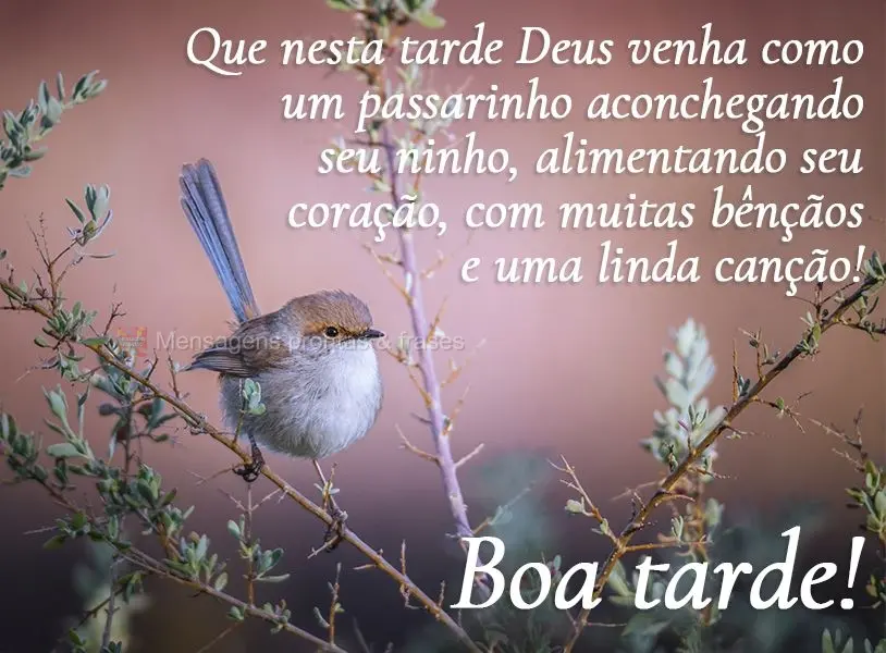 Que nesta tarde Deus venha como um passarinho aconchegando seu ninho e alimentando seu coração com muitas bênçãos e uma linda canção! Boa tarde!...