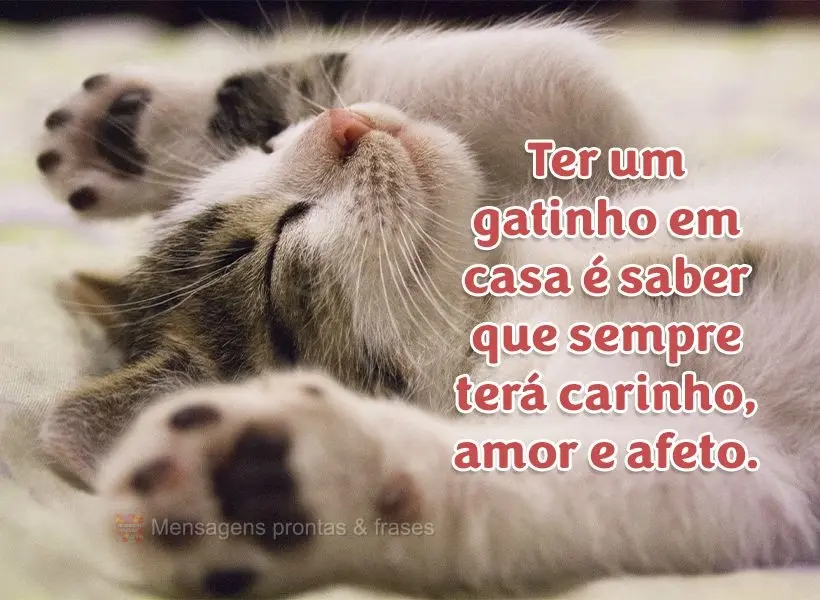 Ter um gatinho em casa é saber que sempre terá carinho, amor e afeto.