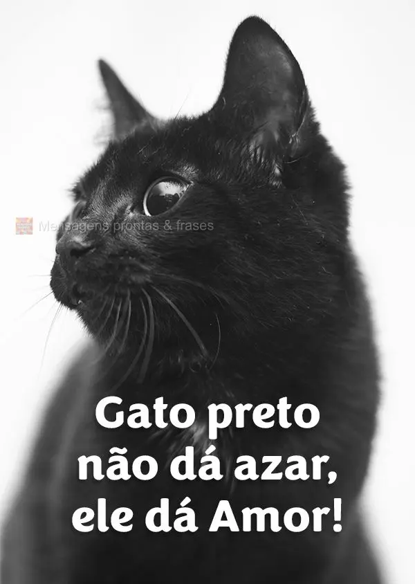 Gato preto não dá azar, ele dá amor!