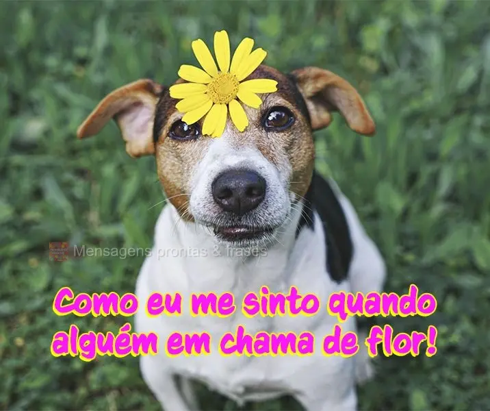 Como eu me sinto quando alguém me chama de flor!