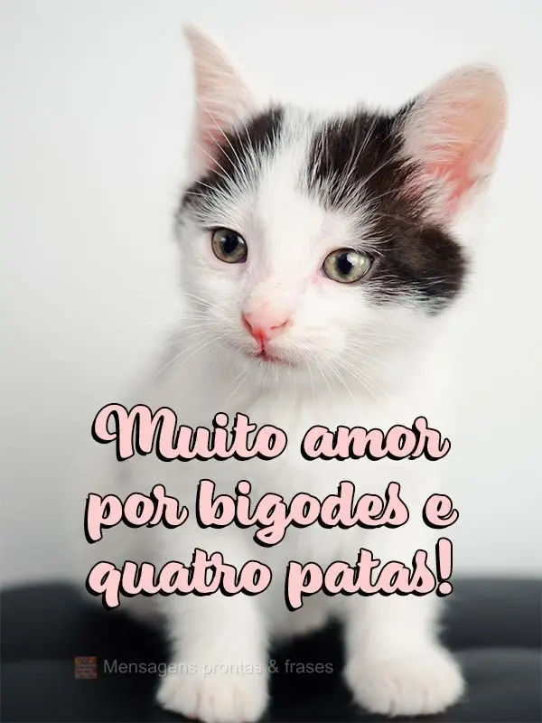 Muito amor por bigodes e quatro patas!