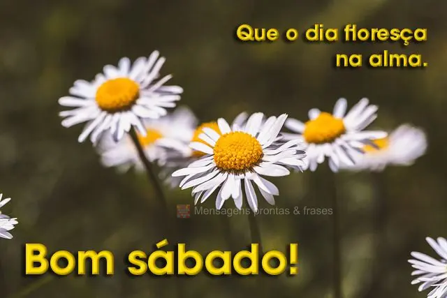 Que o dia floresça na alma. Bom sábado! 