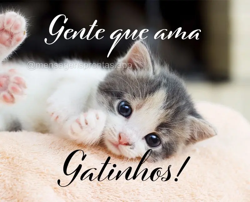 Gente que ama gatinhos!