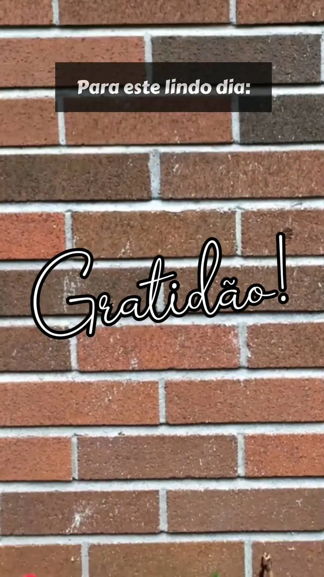 Para este lindo dia:  Gratidão!