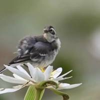 O canto do pássaro é a melodia mais pura da natureza, que encanta e traz paz para os corações mais agitados.