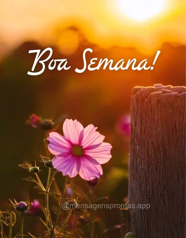 Boa Semana!