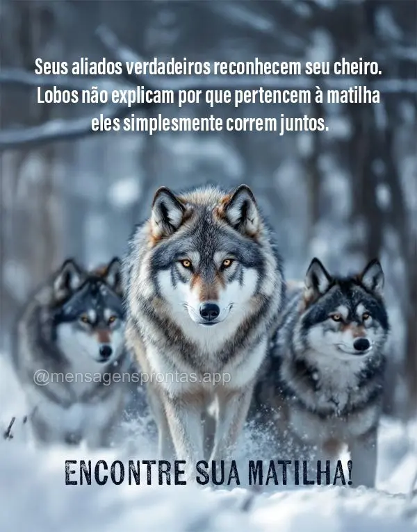 Seus aliados verdadeiros reconhecem seu cheiro. Lobos não explicam por que pertencem à matilha - eles simplesmente correm juntos. Encontre sua matilha!...