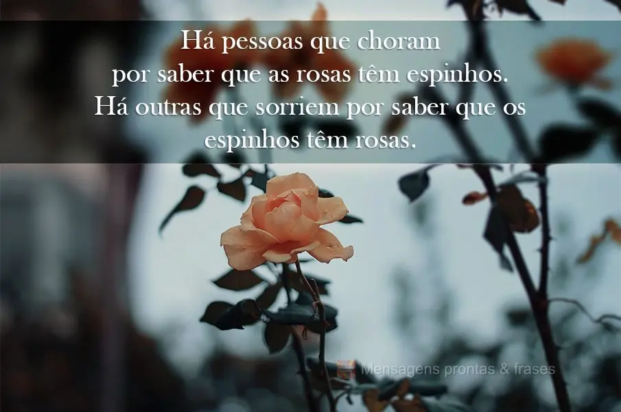 Há pessoas que choram por saber que as rosas têm espinhos. Há outras que sorriem por saber que os espinhos têm rosas.