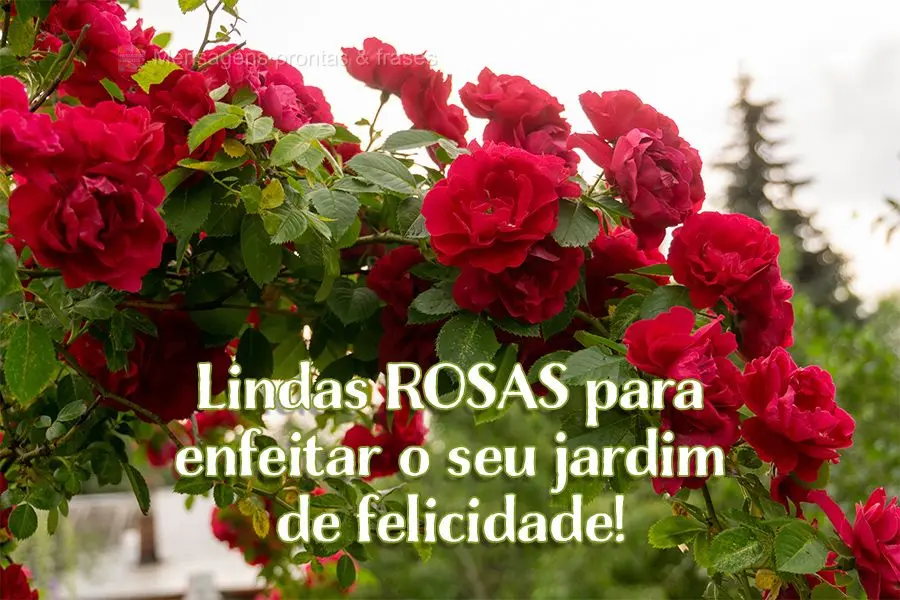 Lindas rosas para enfeitar o seu jardim de felicidade!